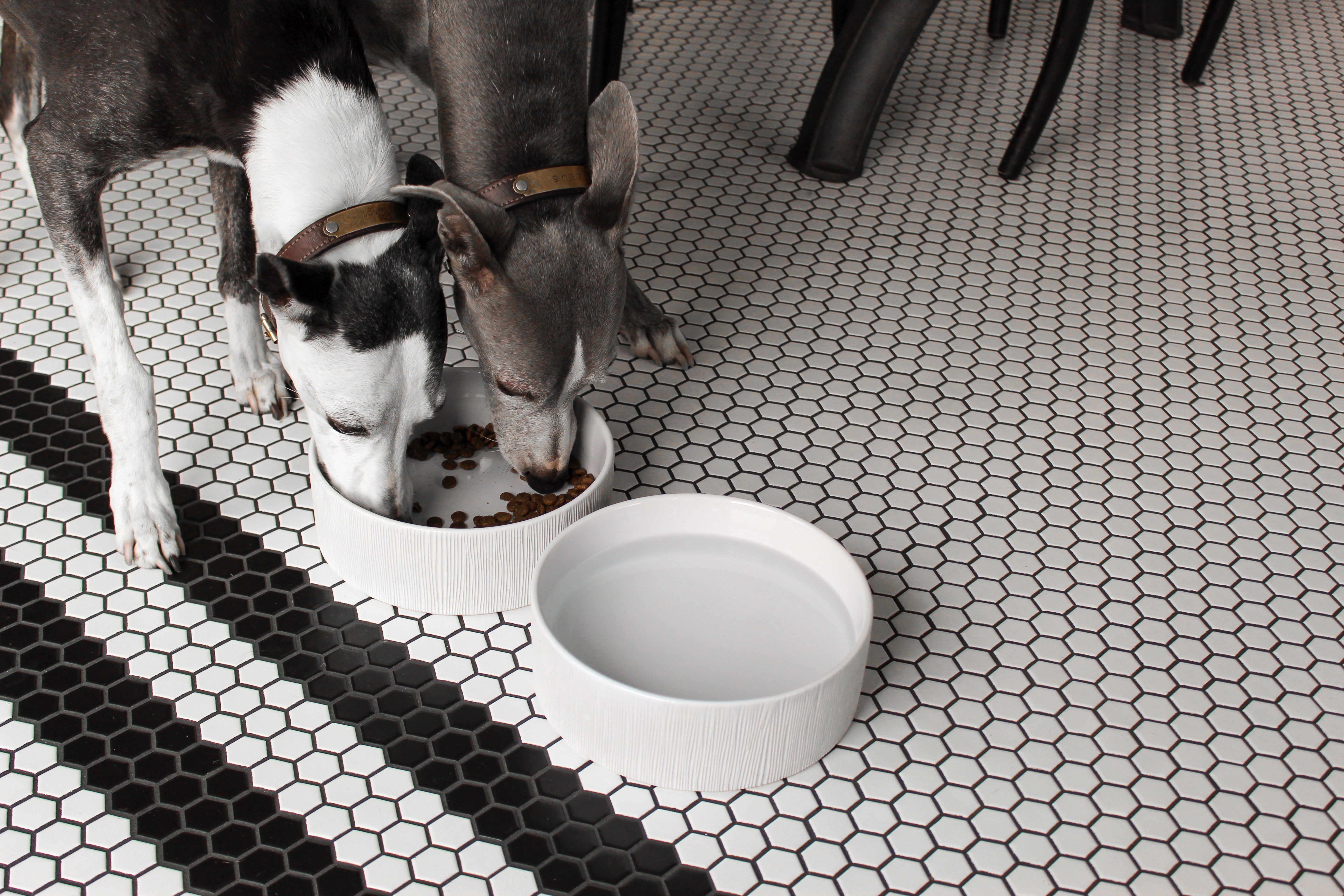 Feeding Bowls That Fit Your Style
