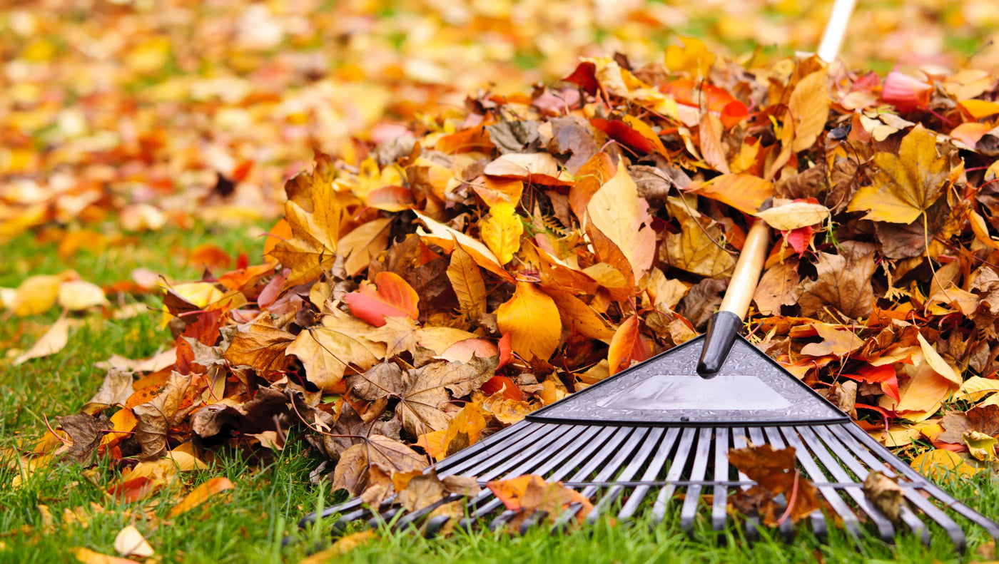 Why You Should STOP Raking Leaves