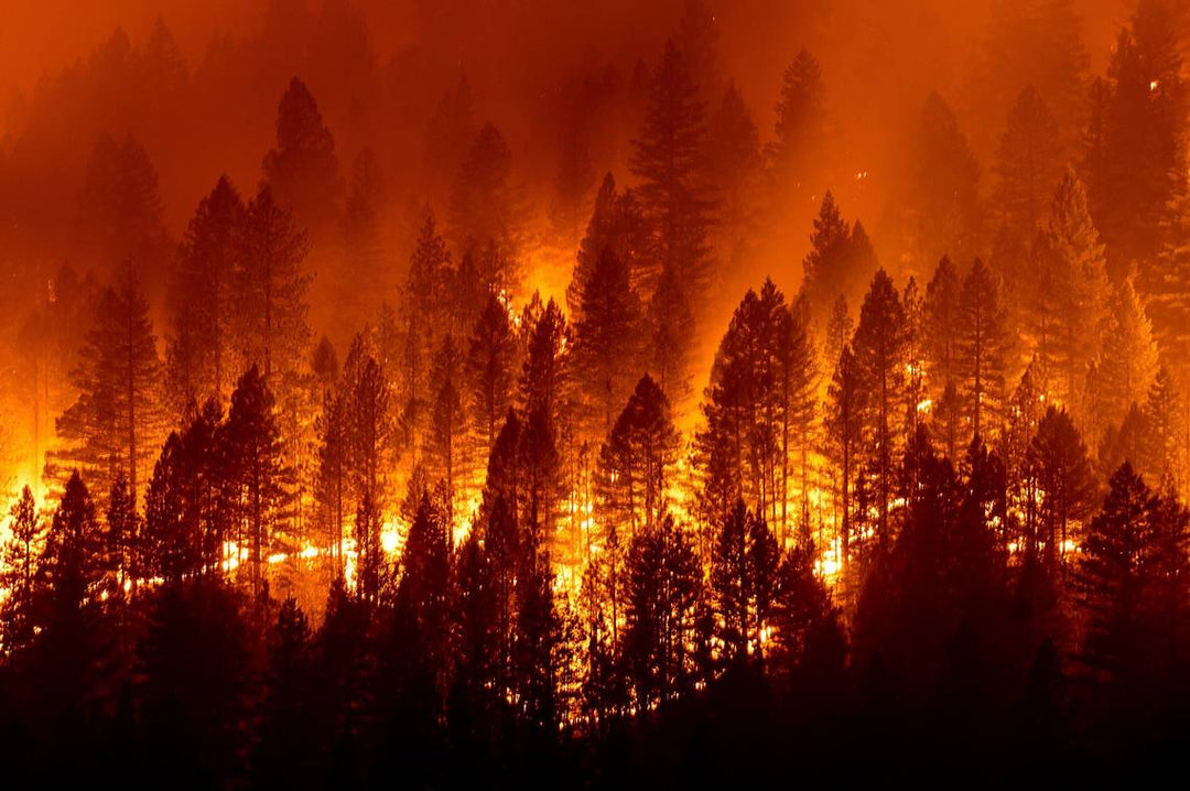 The World is Burning, Here’s What You Can Do About It