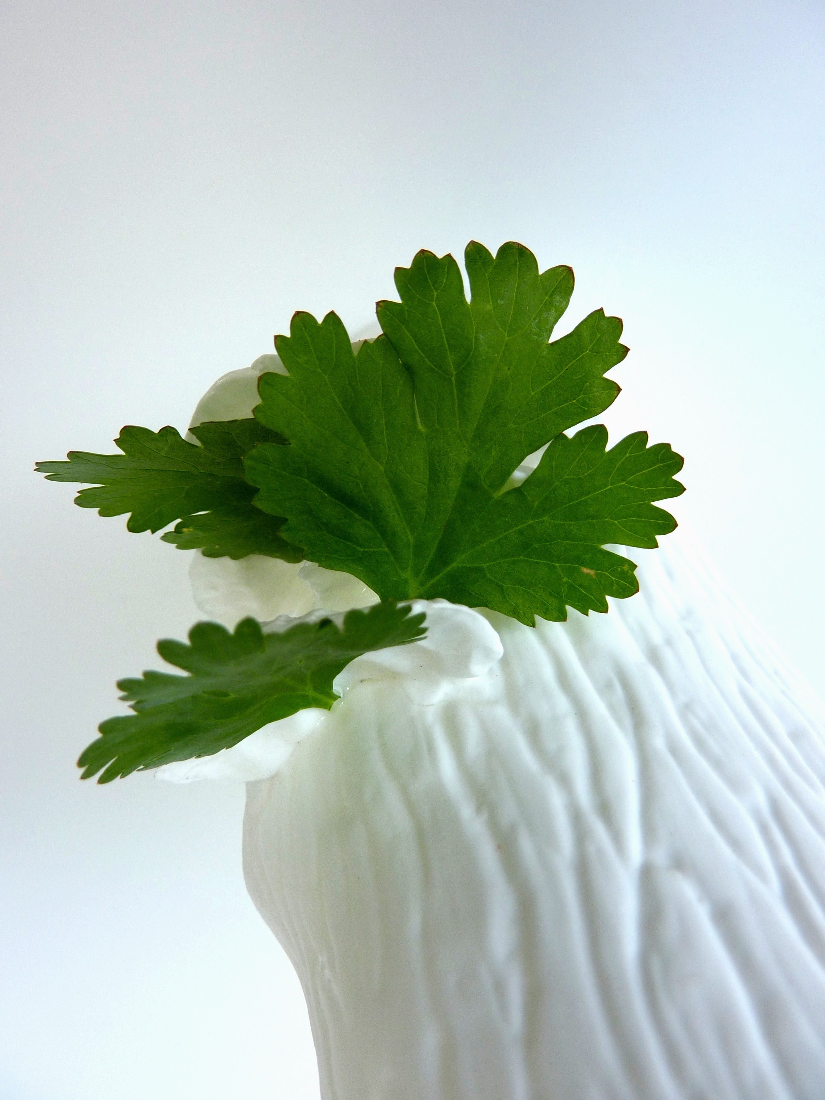 DON’T SLEEP ON CORIANDER!