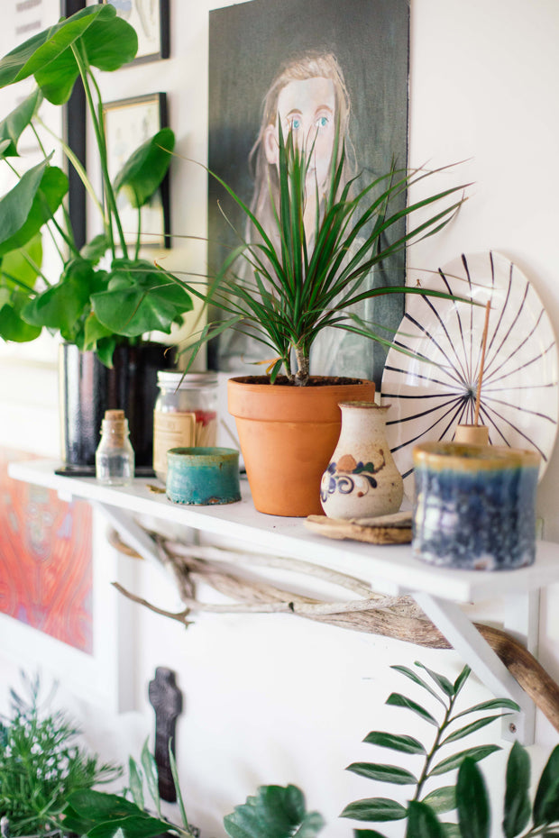 How to Repot Your Houseplants