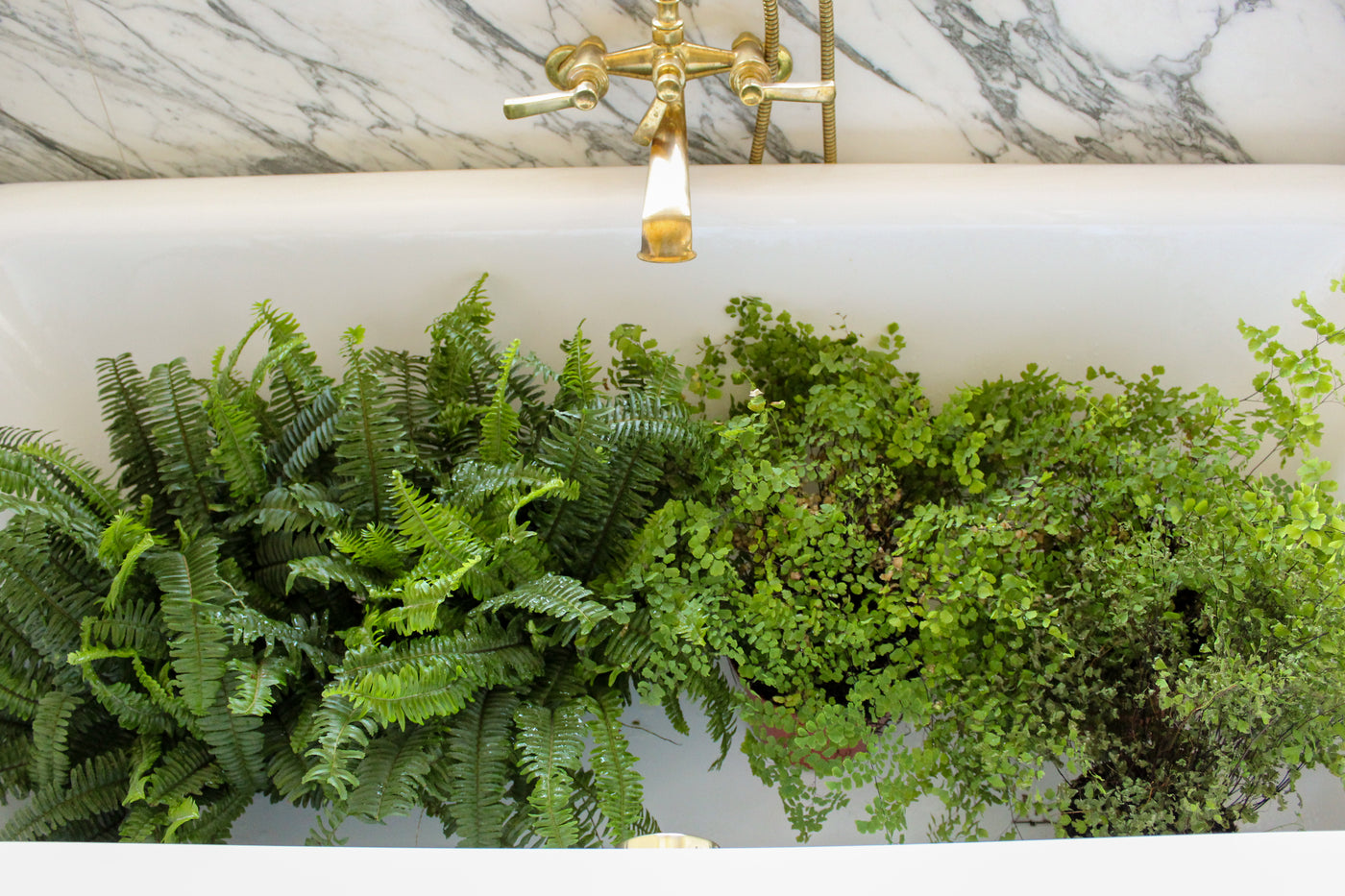 How to Take Care of Your Houseplants