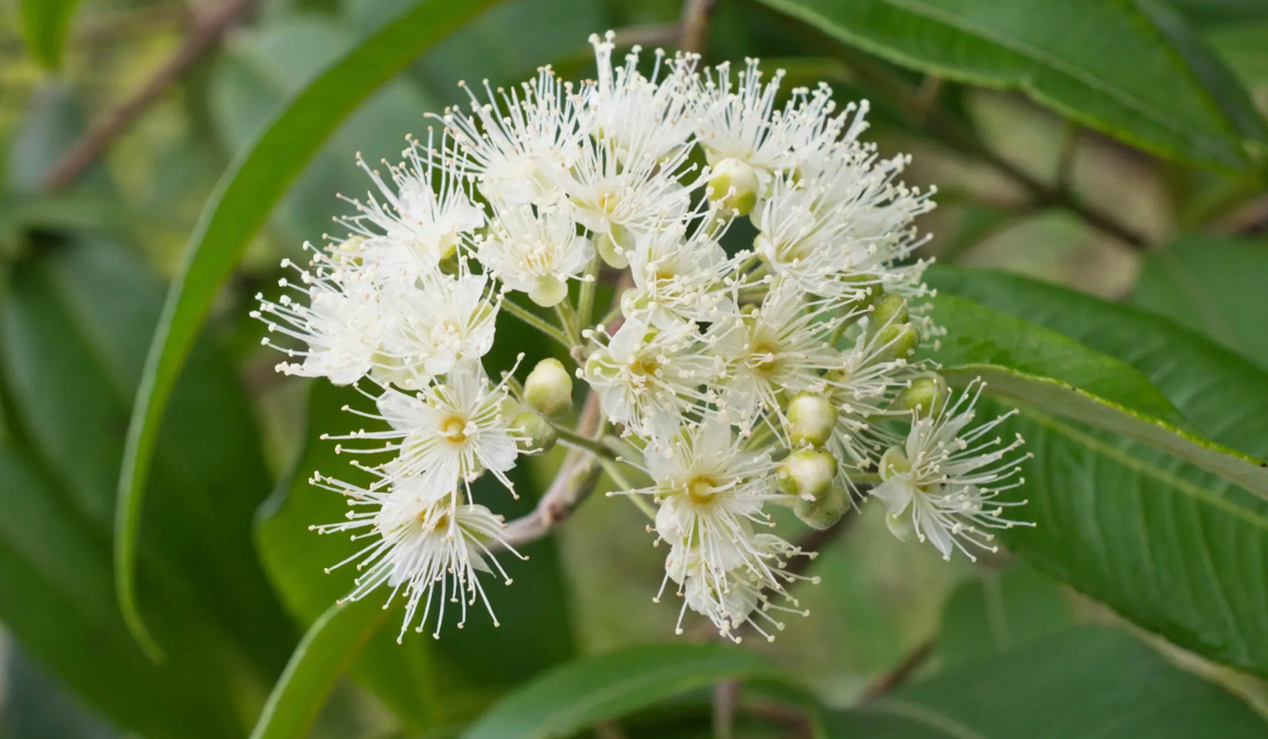 The Most Powerful Super-Plant You Don’t Know (but should).