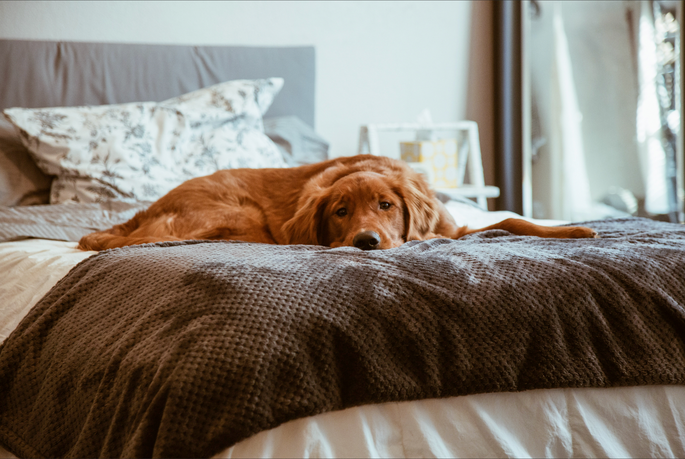 should you let your dog on the bed?