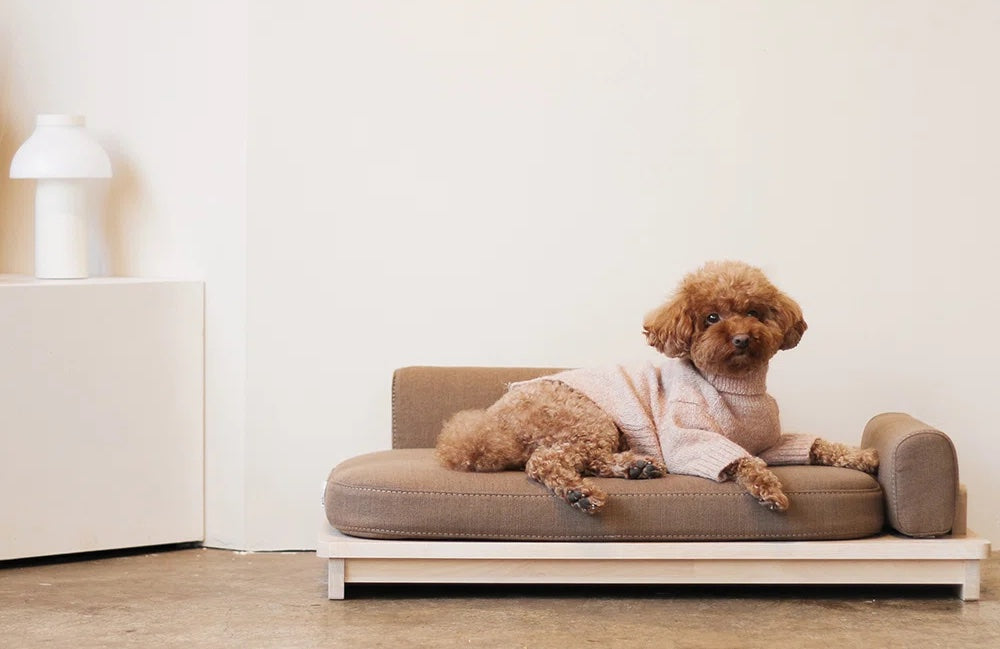 STYLEHAWK: In Search of Stylish Dog Beds