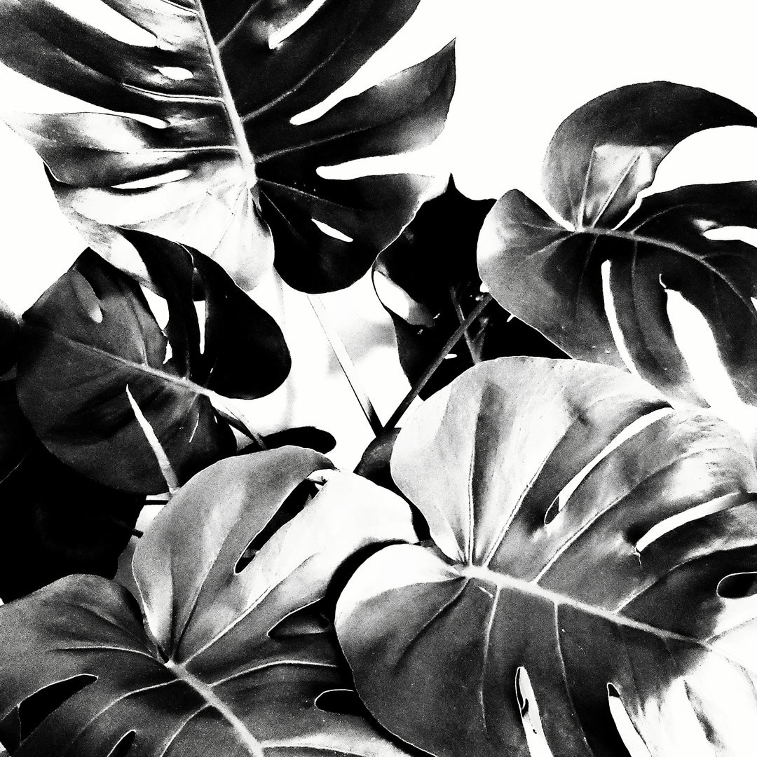 How to Keep Fake Plants Looking New