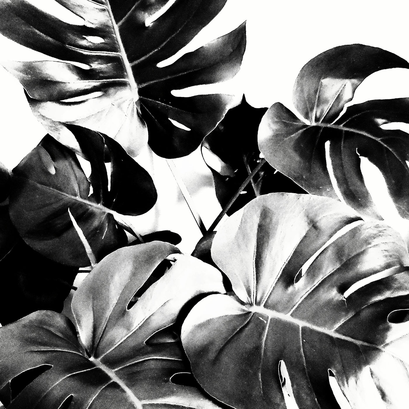 How to Keep Fake Plants Looking New